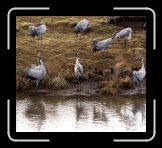 at_IMG_0777 * Trumpetande tranpar till vänster! På latin heter trana Grus Grus och skall visst vara ett ljudhärmande namn. Ja ett är då säkert, det är inte trupetljudet de tänkte på... * 2684 x 2412 * (1.37MB)