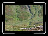 IMG_0191 * A Fjällripa (Rock Ptarmigan), with the Vaddvetjåkka National Park in the background. I am pretty sure it is - not - a Dalripa (Willow grouse). * 2229 x 1555 * (453KB)