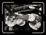 cs_IMG_0406 * 2712 x 1914 * (837KB)