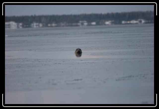 Nästa bild